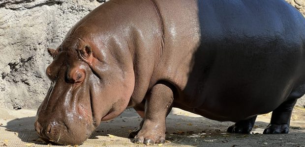 Zoologijos sodo darbuotojai 7 metus manė, kad begemoto patelė yra patinas