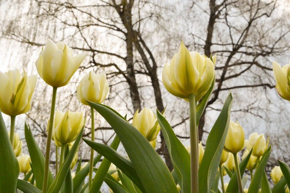 Kauno botanikos sode – svaiginantis tulpių žydėjimo metas