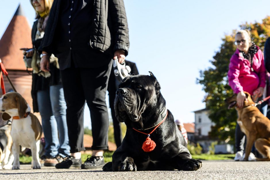 Kaune gyvūnus laimino Vatikano nuncijus