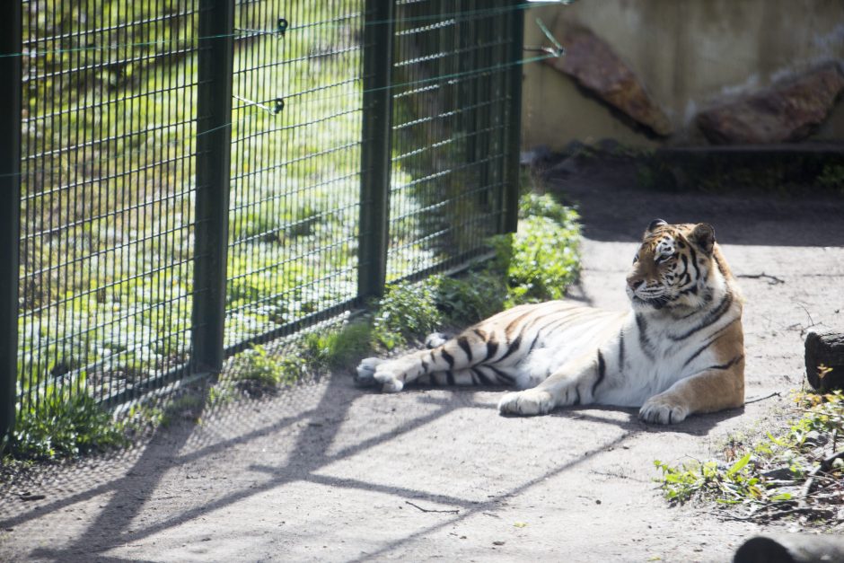 Zoologijos sodo sezono atidarymas: nauji namai vilkams ir burbulų fiesta