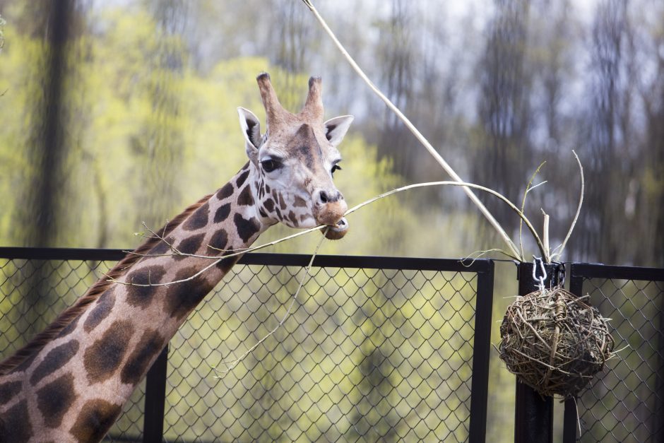 Zoologijos sodo sezono atidarymas: nauji namai vilkams ir burbulų fiesta