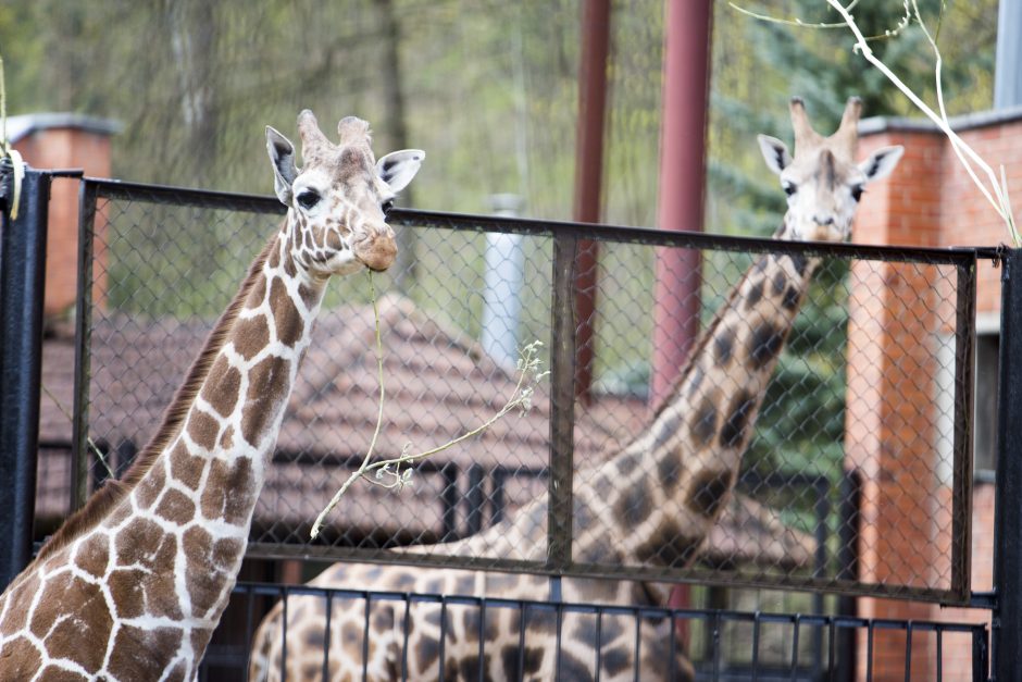 Zoologijos sodo sezono atidarymas: nauji namai vilkams ir burbulų fiesta