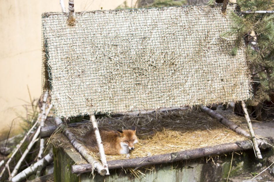 Zoologijos sodo sezono atidarymas: nauji namai vilkams ir burbulų fiesta