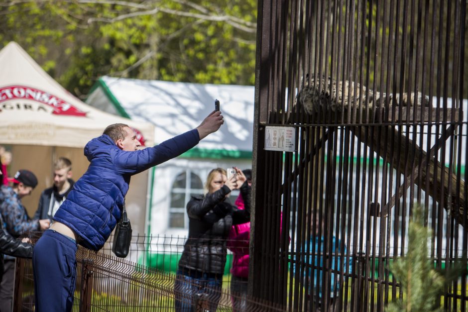 Zoologijos sodo sezono atidarymas: nauji namai vilkams ir burbulų fiesta