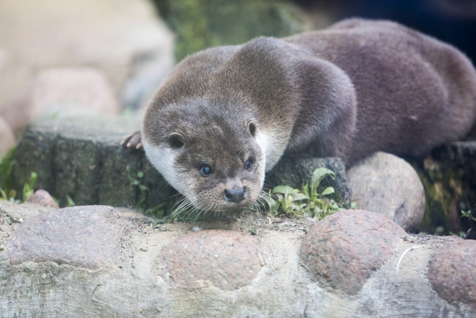 Zoologijos sodo sezono atidarymas: nauji namai vilkams ir burbulų fiesta