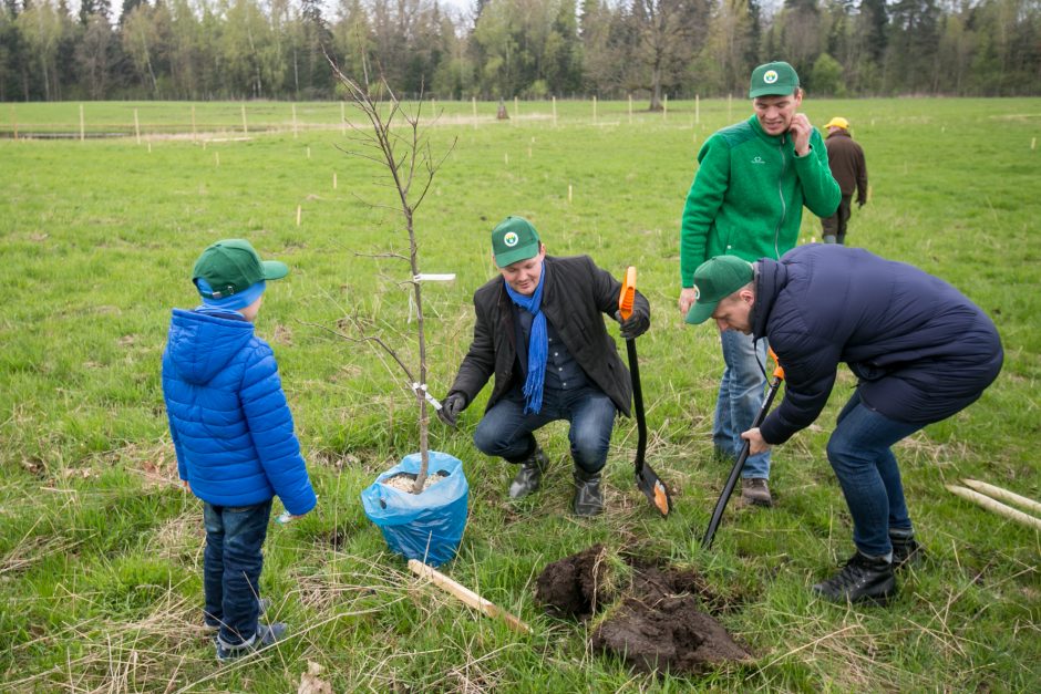 Neeilinė šventė – Rumšiškėse pasodinti šimtamečių ąžuolų klonai