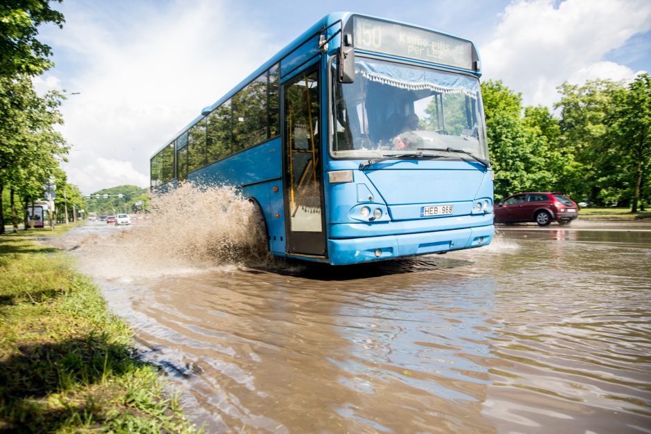 Kauną skandino liūtis