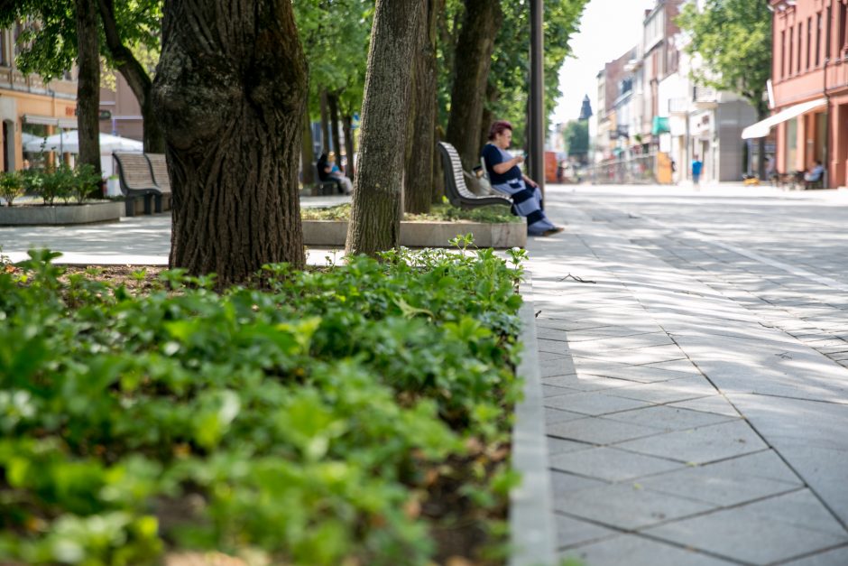 Rekonstruotą Laisvės alėjos dalį darko nudžiūvę augalai