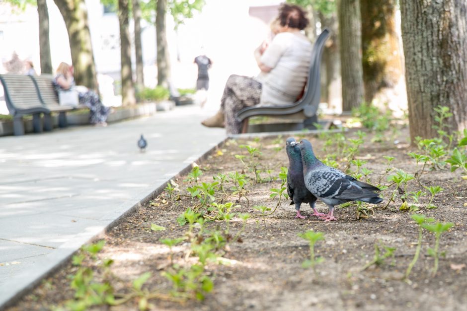 Rekonstruotą Laisvės alėjos dalį darko nudžiūvę augalai