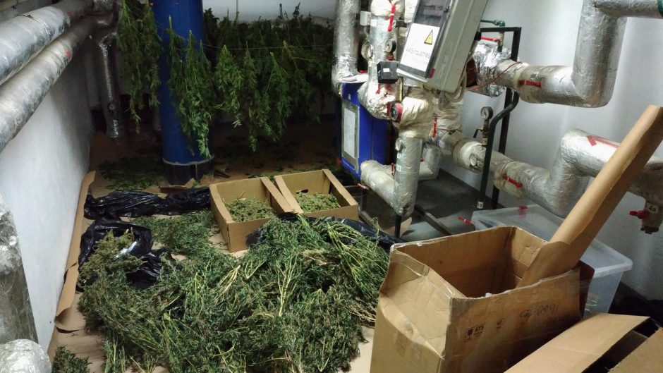 Kanapes augino namo rūsyje: rasta per 3 kg narkotikų