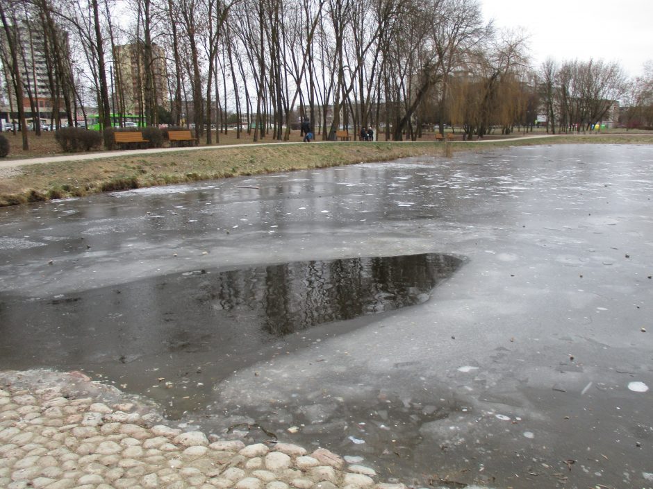 Kalniečių parko tvenkinyje apsigyvenusias gulbes išginė šaltis