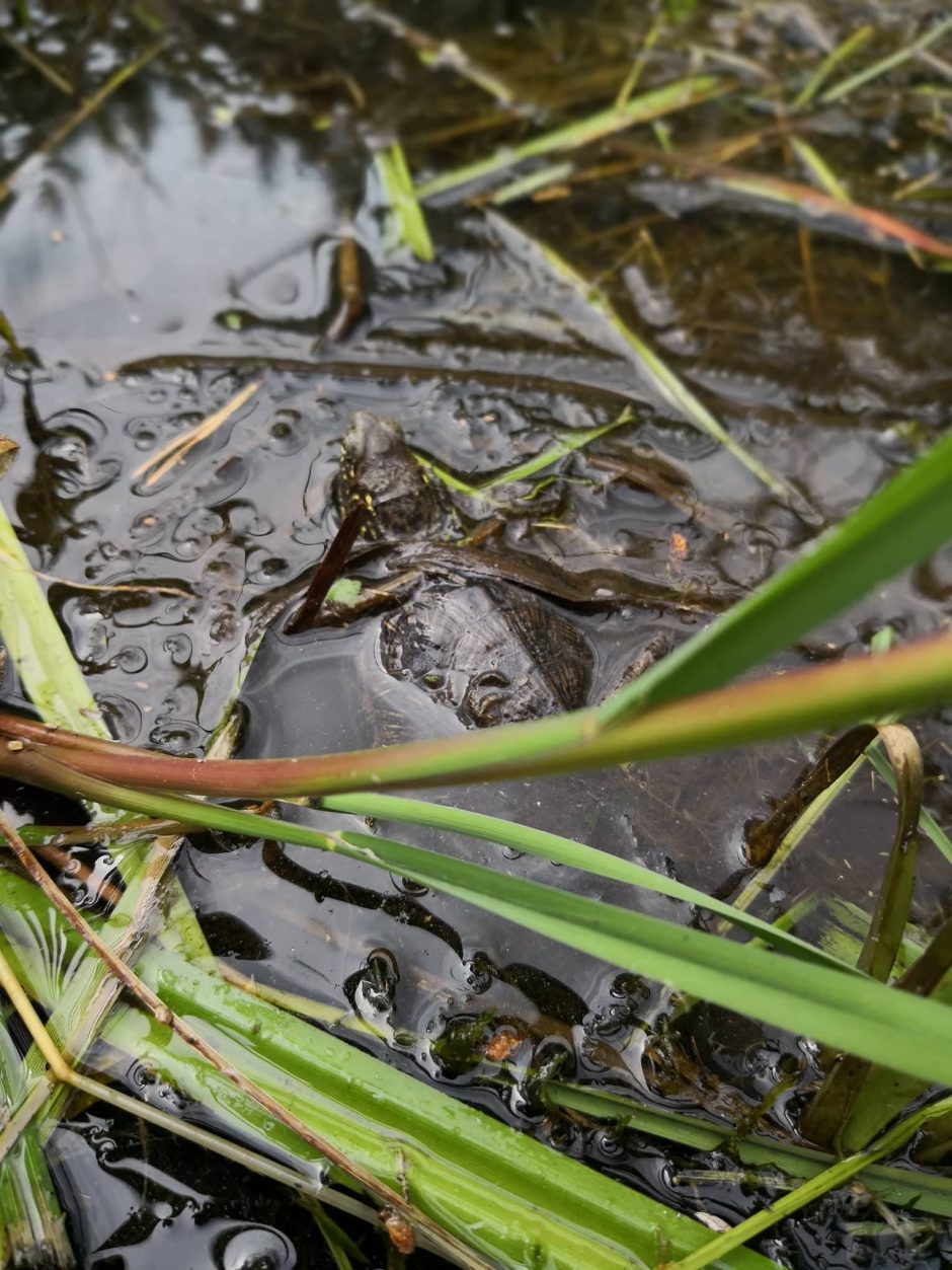 Raudonpilvės kūmutės ir baliniai vėžliai – iš Lietuvos zoologijos sodo į Dzūkiją