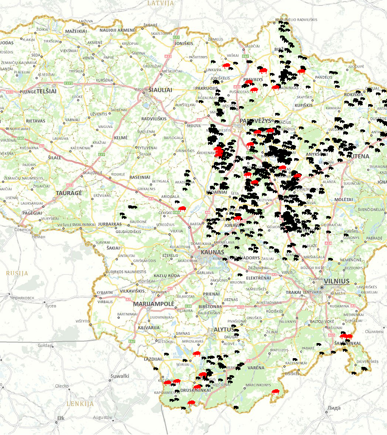 Kiaulių maras pavojingas bet kokio amžiaus gyvuliui