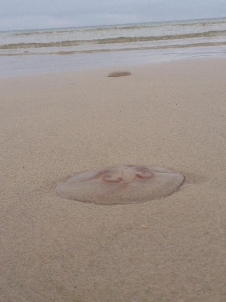 Smiltynės pajūrį nusėjo medūzos