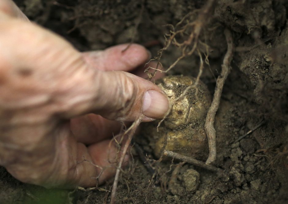 Dėl ypatingų grybų pamišę italai miškus „šukuoja“ su šunimis