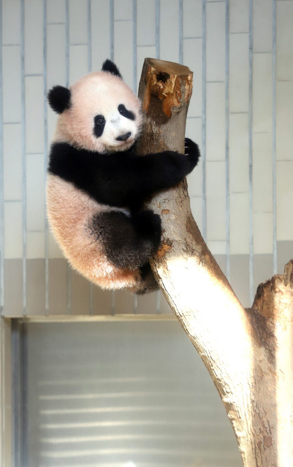 Mažylė panda pirmą kartą debiutavo prieš kameras