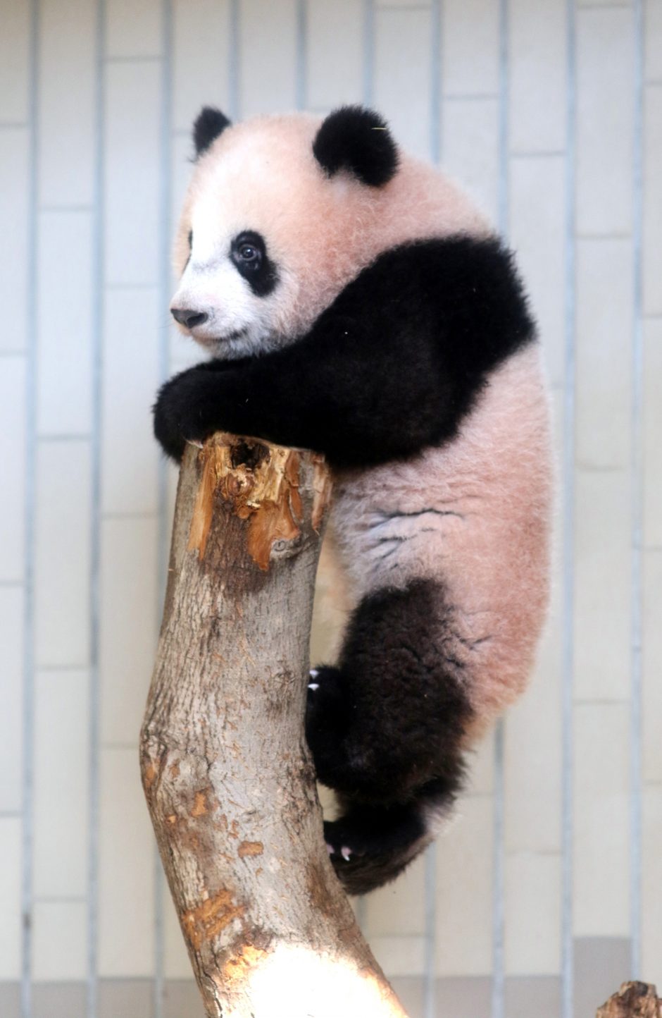 Japonijos zoologijos sode mažylė panda pirmą kartą debiutavo prieš kameras