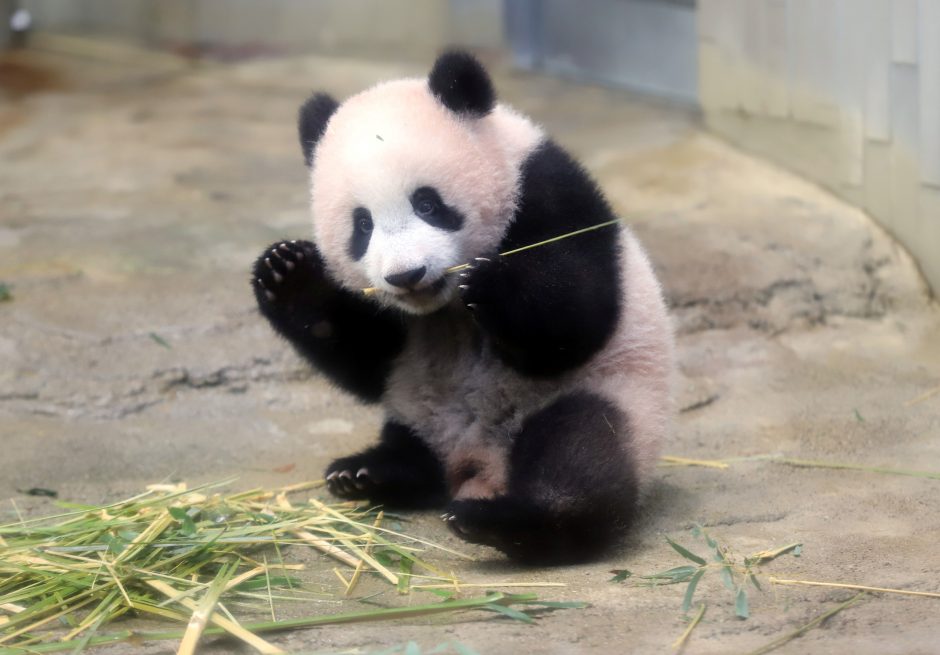 Japonijos zoologijos sode mažylė panda pirmą kartą debiutavo prieš kameras