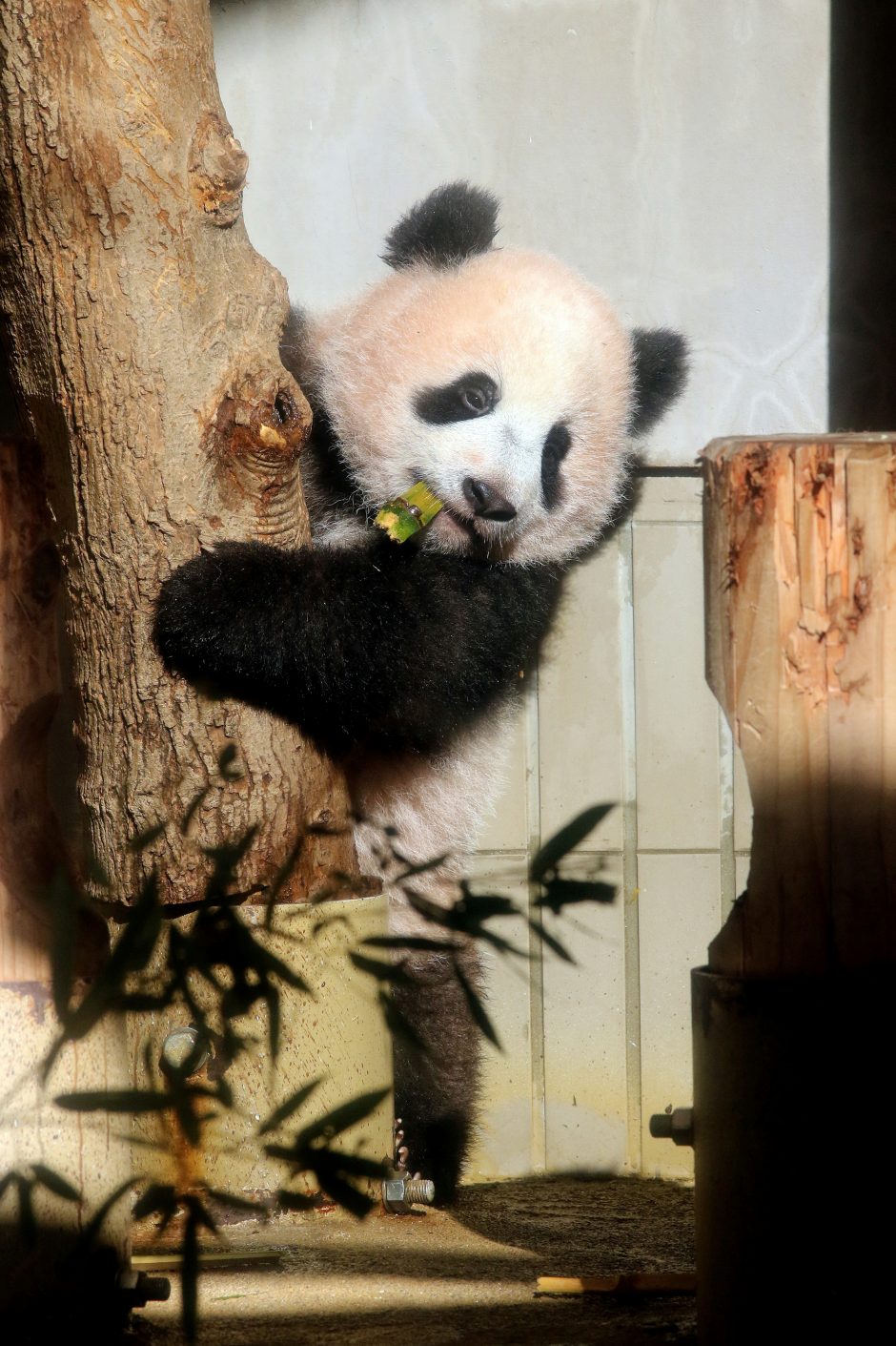 Mažylė panda pirmą kartą debiutavo prieš kameras