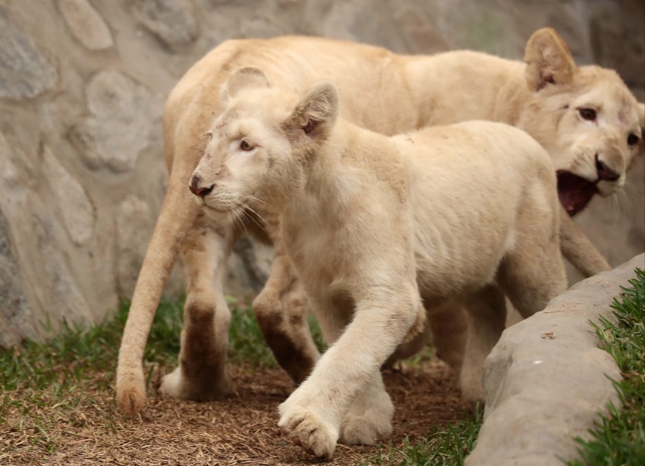 Zoologijos sode pristatyti du itin retų baltųjų liūtų jaunikliai