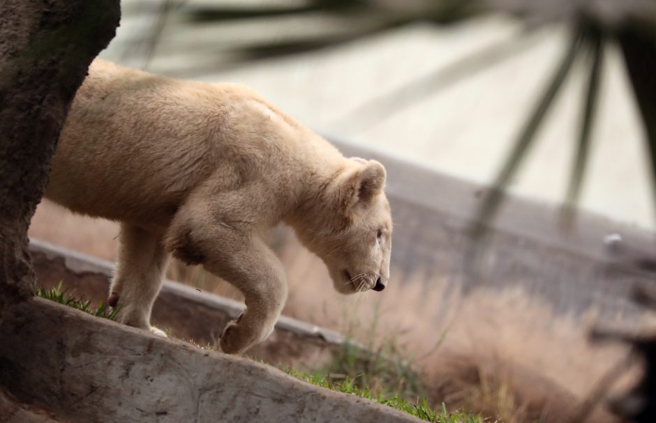 Zoologijos sode pristatyti du itin retų baltųjų liūtų jaunikliai