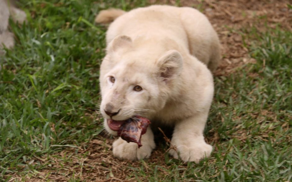 Zoologijos sode pristatyti du itin retų baltųjų liūtų jaunikliai