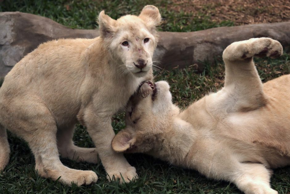 Zoologijos sode pristatyti du itin retų baltųjų liūtų jaunikliai