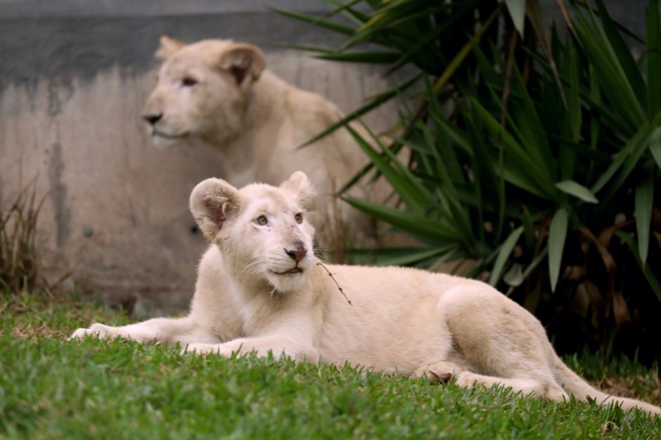 Zoologijos sode pristatyti du itin retų baltųjų liūtų jaunikliai