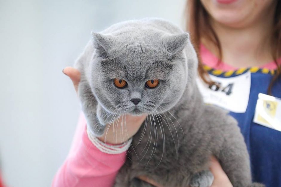 Parodoje – tituluočiausios Lietuvos katės