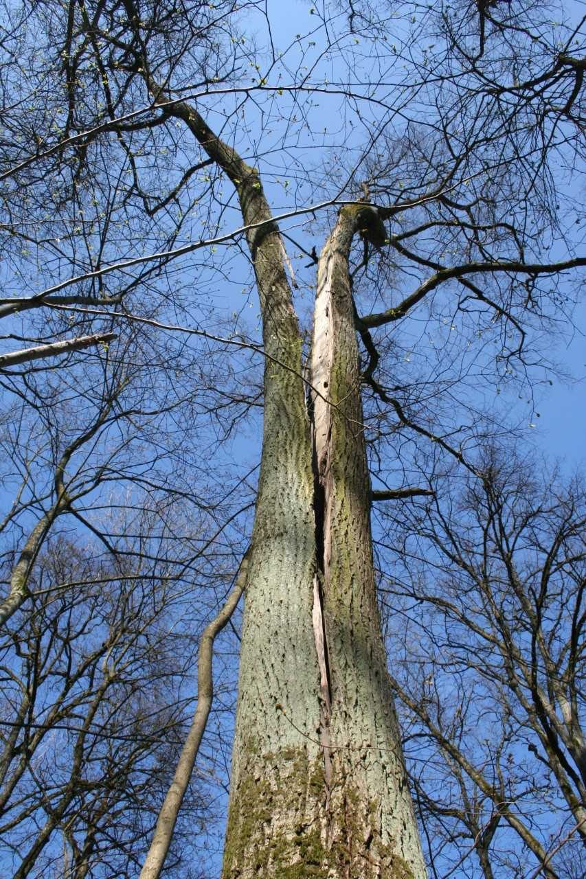 Medžio drožėjai pasiryžo sukurti 100 skulptūrų Lietuvai