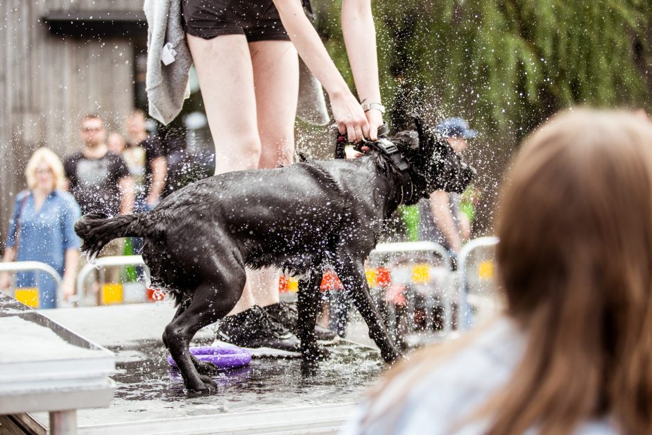 Pirmasis šunų šuolių į vandenį turnyras Lietuvoje: kova buvo įtempta