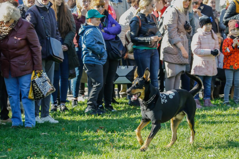 Klaipėdos centre vienuolis šventino gyvūnus ir jų šeimininkus