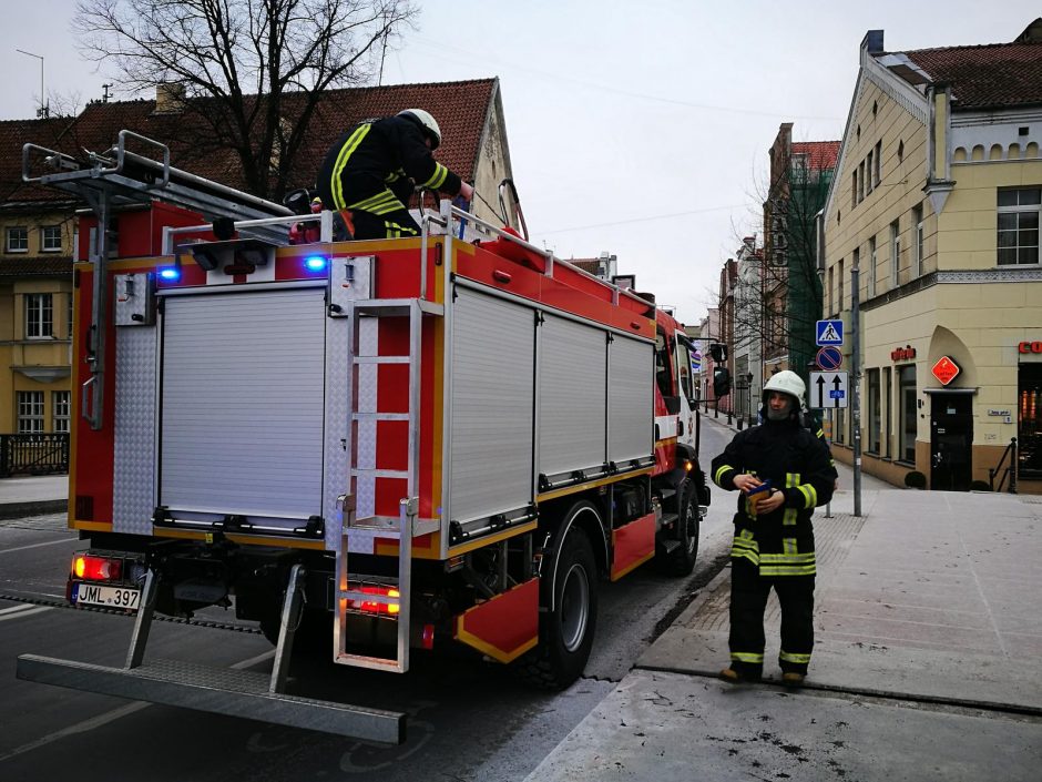 Nejudanti gulbė Klaipėdos centre suklaidino praeivius