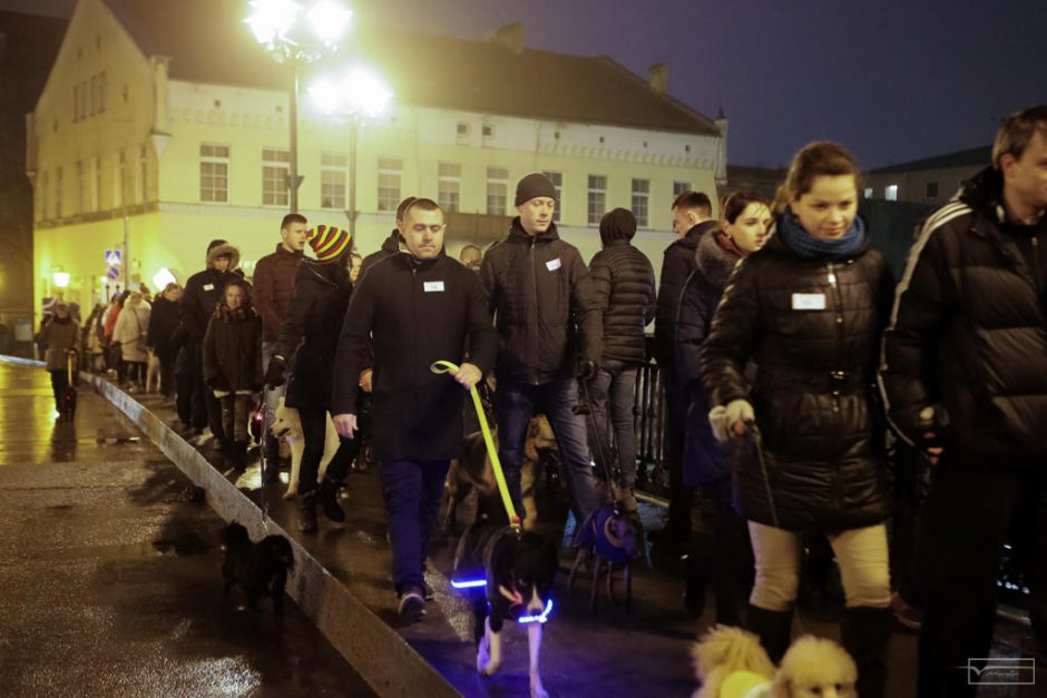 Klaipėdos senamiestyje žygiavo šviečiantys keturkojai