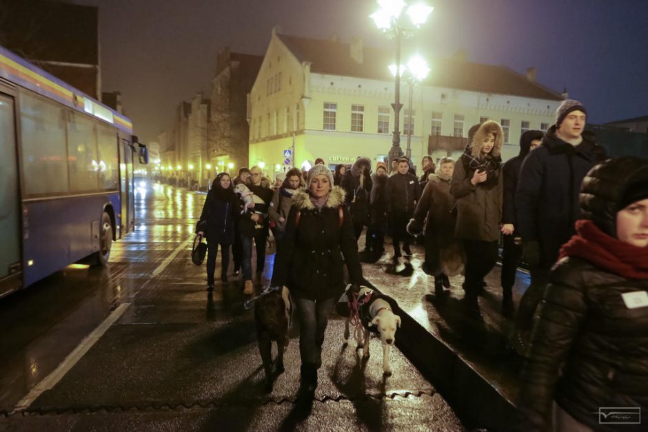 Klaipėdos senamiestyje žygiavo šviečiantys keturkojai