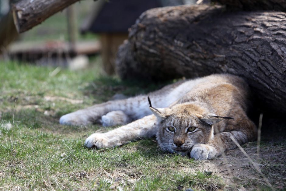 Nuobodžiaujantiems zoologijos sodo gyvūnams galite padėti ir jūs