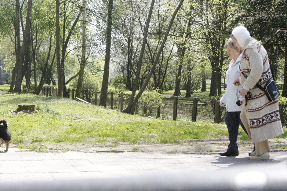 Prie darželių šalinami menkaverčiai medžiai