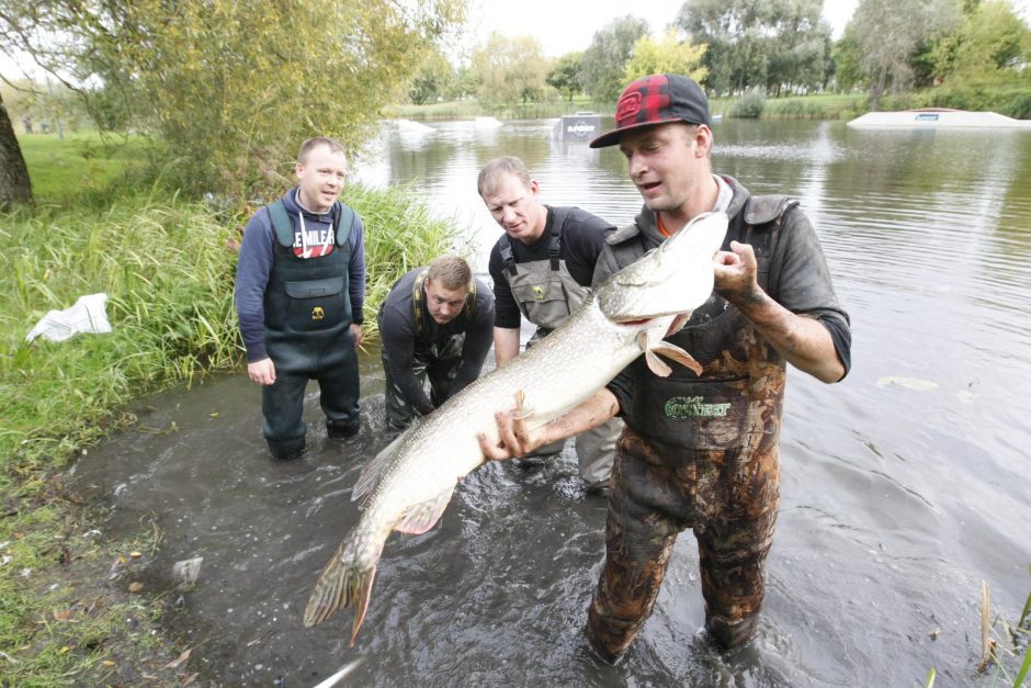 Trinyčiuose apgyvendintas žmogaus dydžio šamas