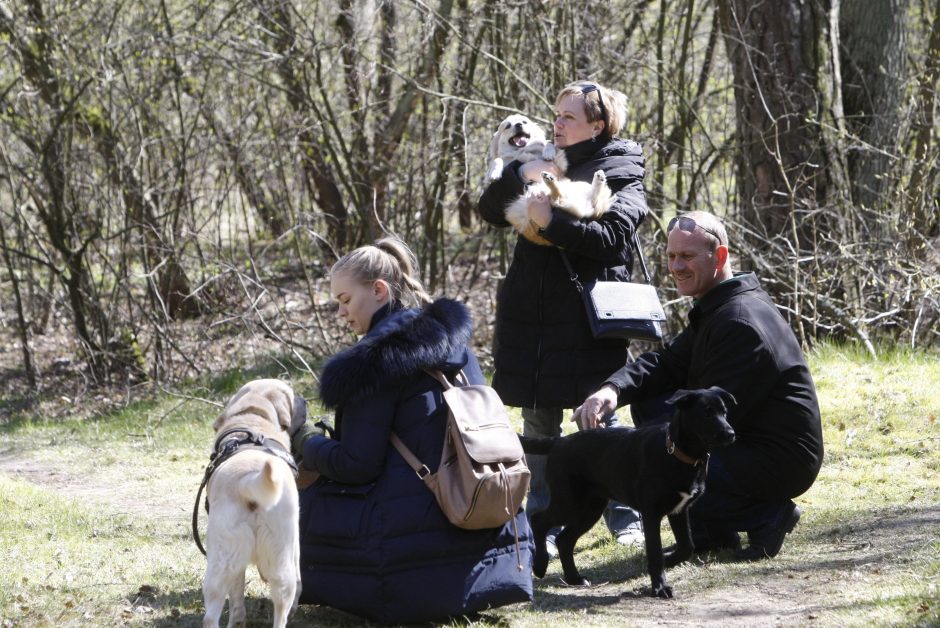 Šunų ir jų augintojų bėgimas Klaipėdoje 