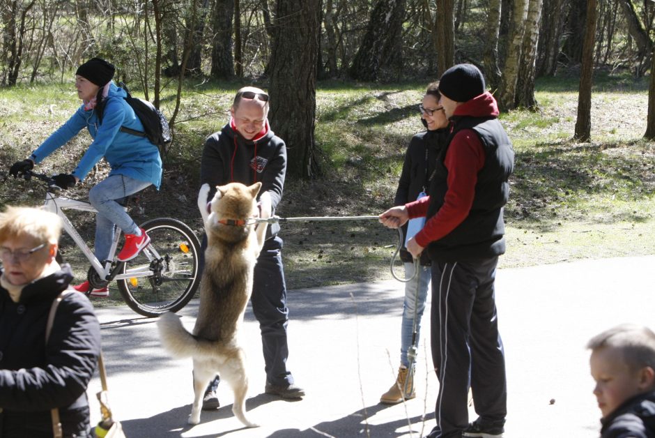 Šunų ir jų augintojų bėgimas Klaipėdoje 