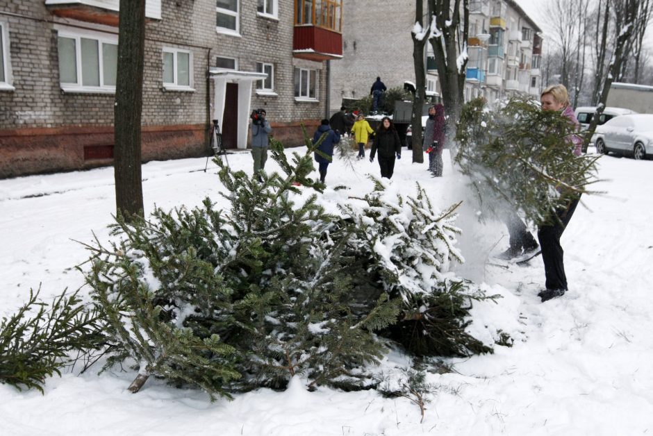 Klaipėdiečių eglutės iškeliauja į zoologijos sodą