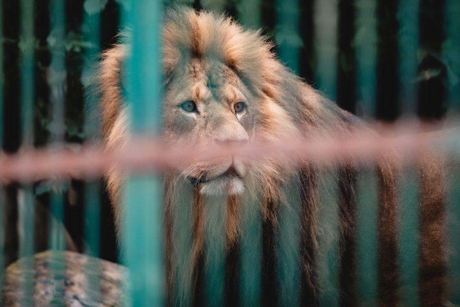 Lietuvos zoologijos sode liūtai šventė savo dieną