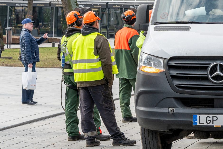 Laisvės alėjoje kertamos liepos traukia praeivių dėmesį