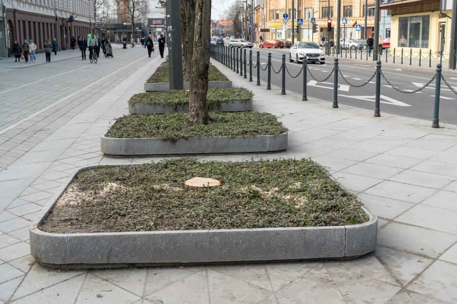 Laisvės alėjoje kertamos liepos traukia praeivių dėmesį