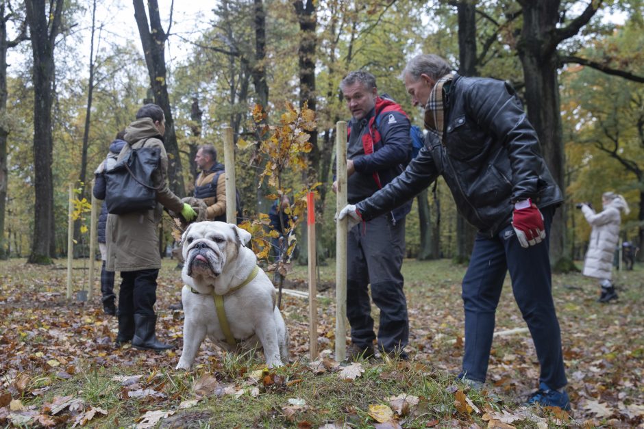 Kauno Ąžuolyno atgimimas tęsiasi: parką papildė nauji medeliai