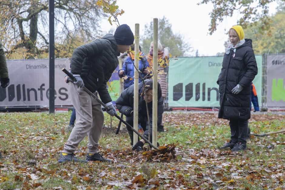 Kauno Ąžuolyno atgimimas tęsiasi: parką papildė nauji medeliai