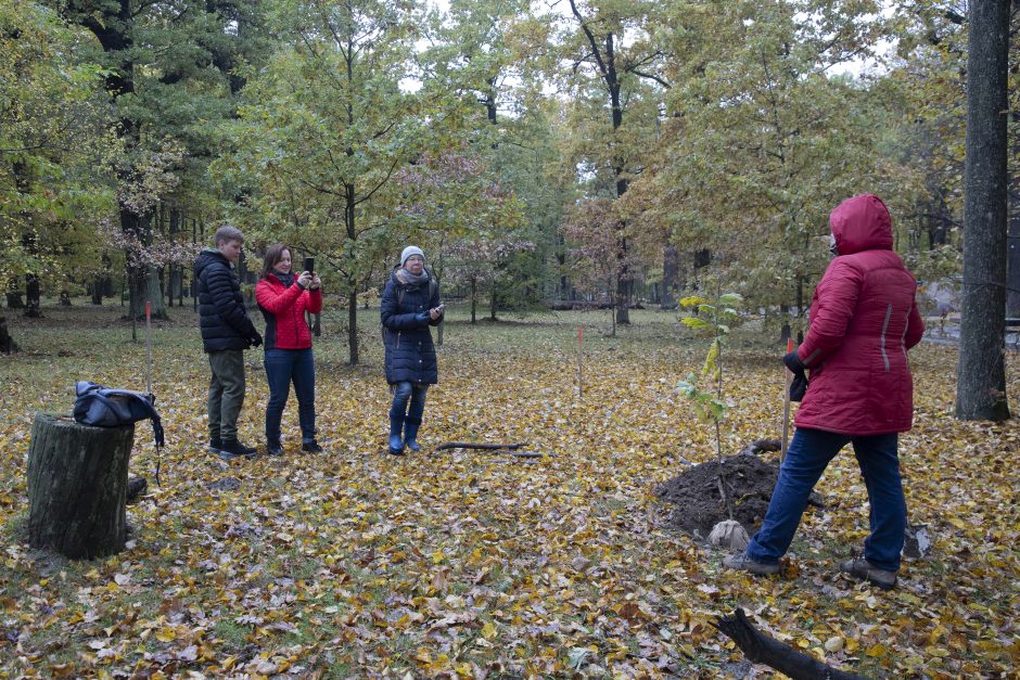 Kauno Ąžuolyno atgimimas tęsiasi: parką papildė nauji medeliai