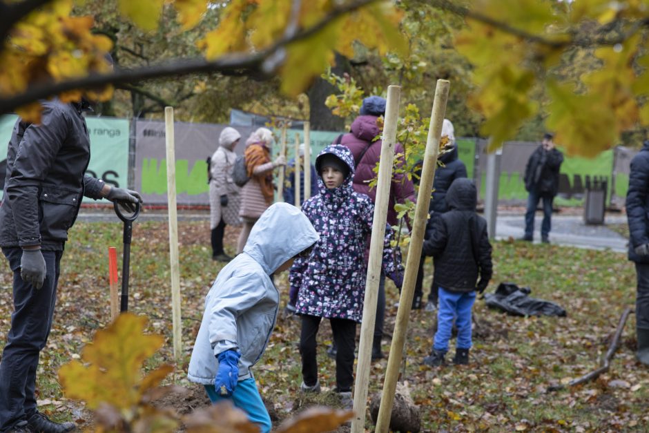 Kauno Ąžuolyno atgimimas tęsiasi: parką papildė nauji medeliai