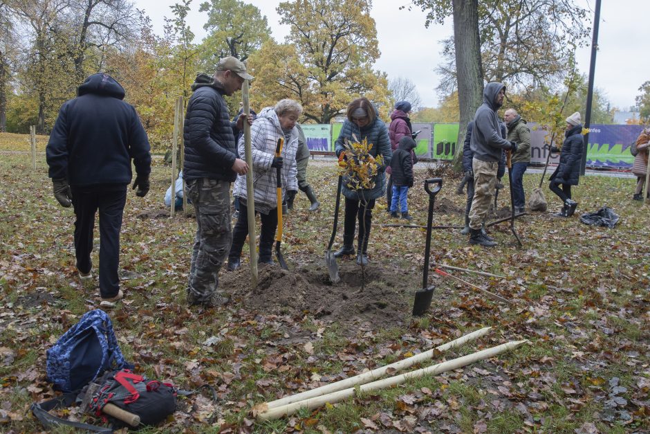 Kauno Ąžuolyno atgimimas tęsiasi: parką papildė nauji medeliai