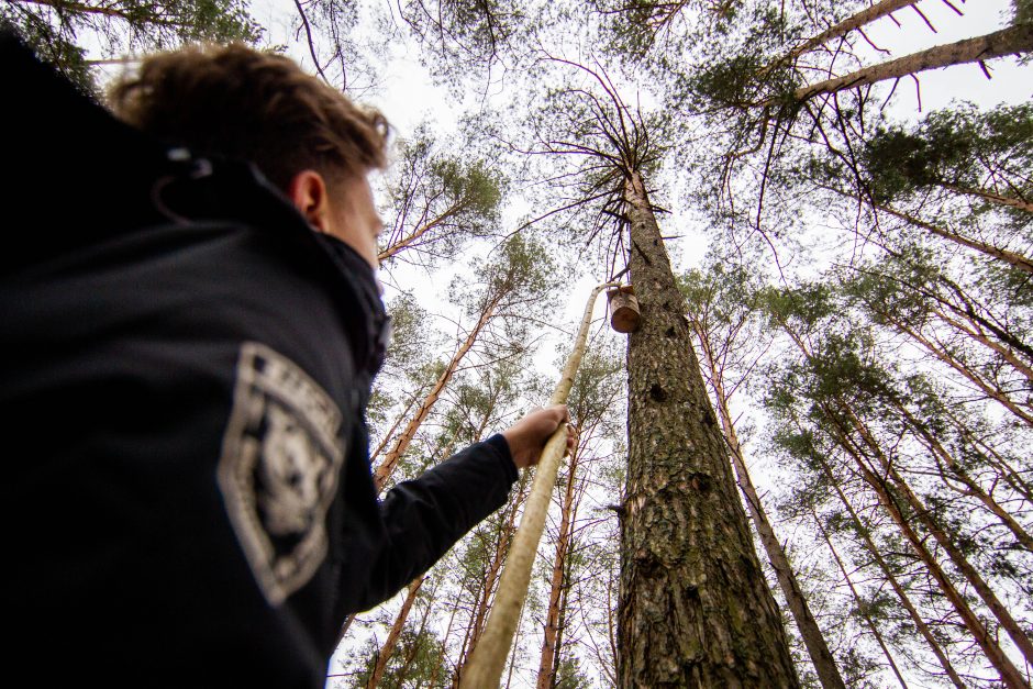 Pasaulinę miškų dieną urėdijose – inkilų kėlimo šventė